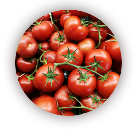 red tomatoes on a branch