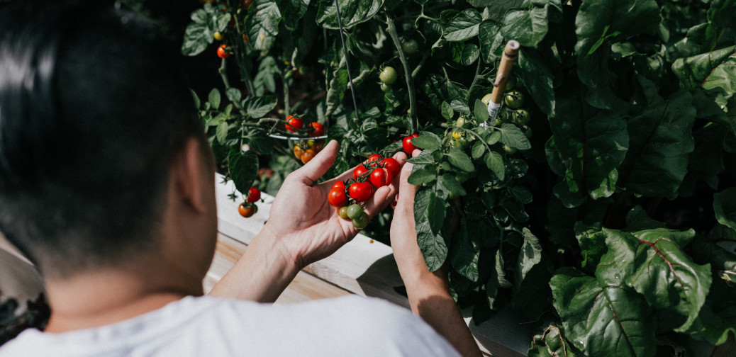 tomatoes in the garden